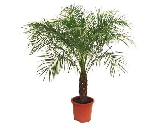 een soort palmboom met geveerde bladeren 